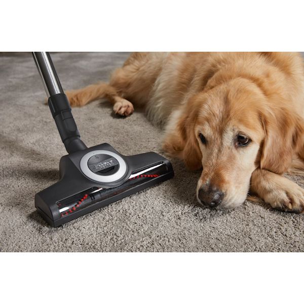 Complete C3 Cat&Dog Flex PowerLine Mangorood 