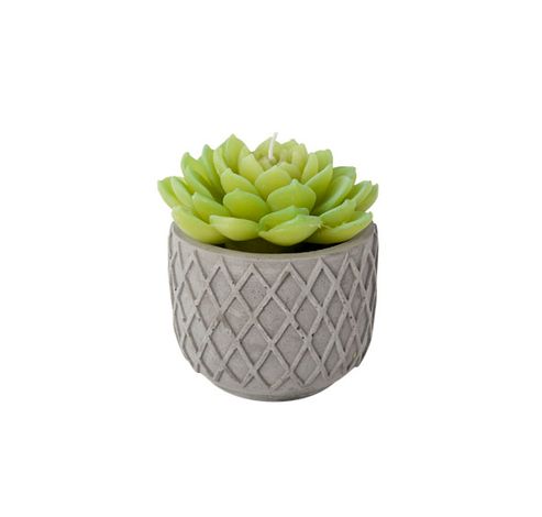 KAARS PLANT IN CEMENT POT GRIJS D12X14CM  Cosy @ Home