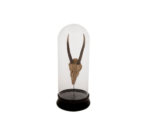 Cloche Capricorn Verre Resine 13x13x30cm   Cosy @ Home