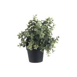 Cosy @ Home EUCALYPTUS IN POT GROEN 19X19XH24CM PE 