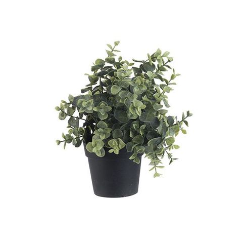 EUCALYPTUS IN POT GROEN 19X19XH24CM PE  Cosy @ Home