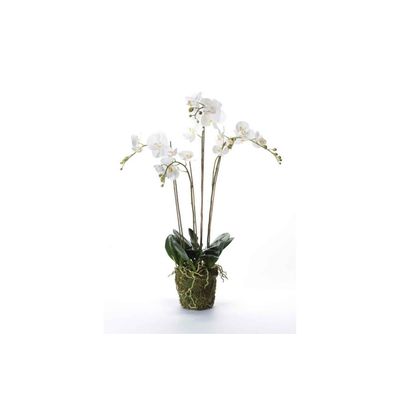 Phalaenopsis With Moss Wit 10x10xh90cm K Unststof Emer  Cosy @ Home