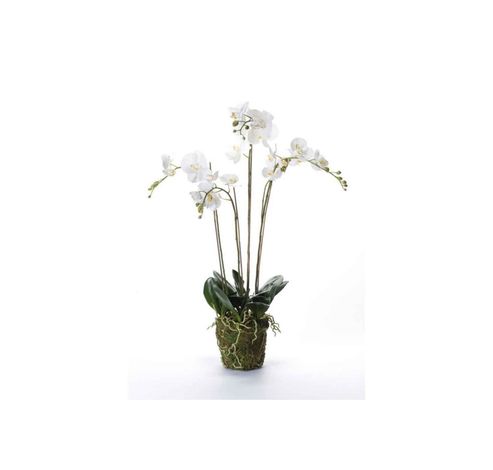 Phalaenopsis With Moss Blanc 10x10xh90cm  Plastic Emer  Cosy @ Home