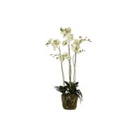 Phalaenopsis Plant With Moss Groen 105cm  Kunststof Emer 