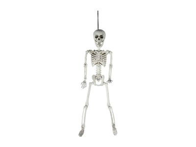 Skelet Hangend Natuur 14x7xh60cm Kunstst Of