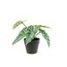 Sierplant Alocas Groen 20x20xh20cm Kunst Stof 