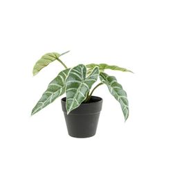 Cosy @ Home Plante Ornementale Alocas Vert 20x20xh20 Cm Plastic 