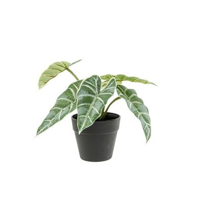 Plante Ornementale Alocas Vert 20x20xh20 Cm Plastic  Cosy @ Home