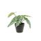 Sierplant Alocas Groen 20x20xh20cm Kunst Stof 