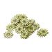 Cosy @ Home Strooideco Set24 Daisies Groen 3cm Hout 