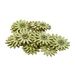 Cosy @ Home Strooideco Set24 Flowers Groen 5cm Hout 