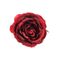 Clip Rose Rood 9x9xh5cm Kunststof  