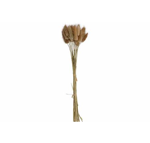 Bouquet Cat Tails Naturel 10x10xh60cm Kraft Paper Bag  Cosy @ Home