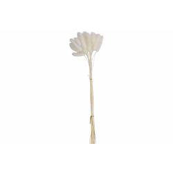 Boeket Cat Tails Wit 10x10xh60cm Kraft Paper Bag 