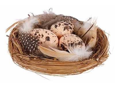 Nest With Eggs Natuur 12x12xh4cm 