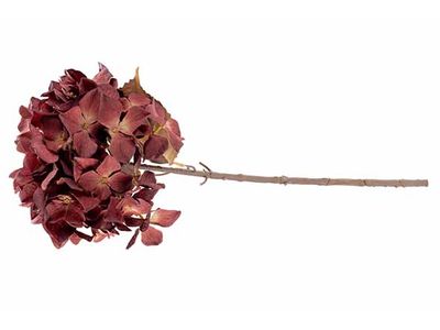 Branche Hydrangea Bordeaux 12x12xh65cm P Lastic