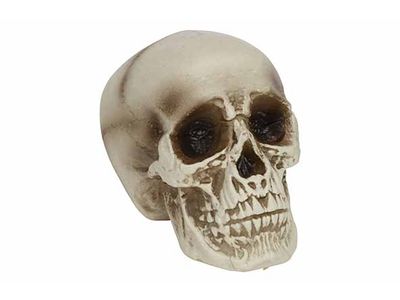 Doodskop Natuur 17x19xh16cm Kunststof 