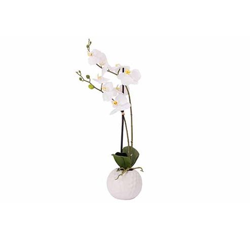 Plante Ornementale Orchid In Pot Blanc 2 5x20xh56cm Plastic  Cosy @ Home