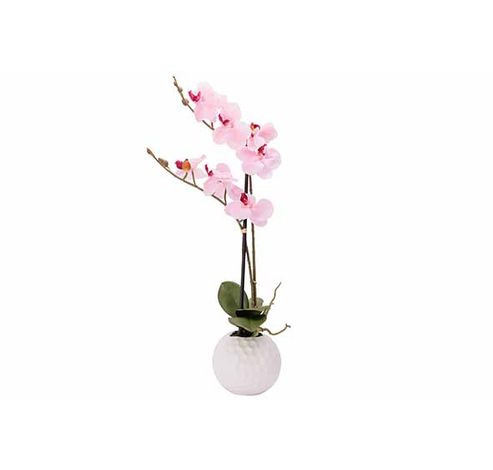 Plante Ornementale Orchid In Pot Rose 25 X20xh56cm Plastic  Cosy @ Home