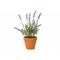 Sierplant Lavender In Pot Paars 10x10xh2 6cm Kunststof 