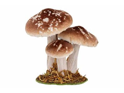 Paddenstoelen Bruin 12x8,5xh12cm Fluweel 