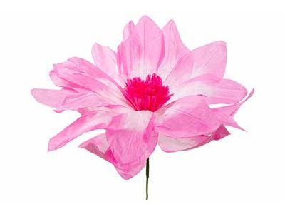 Bloem Roze 50x50xh40cm Papier 