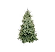 Kerstbomen